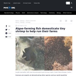 Algae-farming fish domesticate tiny shrimp to help run their farms
