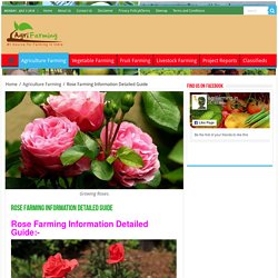 Rose Farming Information Detailed Guide