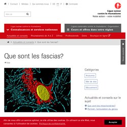 Que sont les fascias? - Ligue suisse contre le rhumatisme