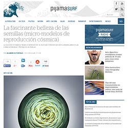 La fascinante belleza de las semillas (micro-modelos de reproducción cósmica)