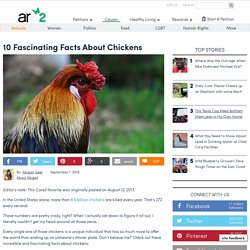 10 Fascinating Facts About Chickens