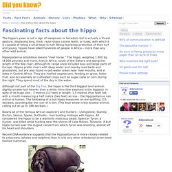Fascinating facts about the hippo