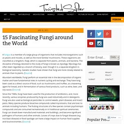 15 Fascinating Fungi around the World