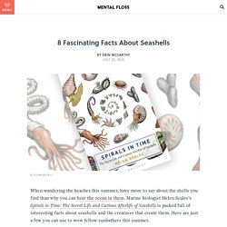 8 Fascinating Facts About Seashells