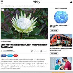 Some Fascinating Facts About Waratah Plants And Flowers