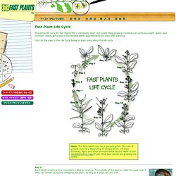 Fast Plants(TM) : Fast Plant Life Cycle