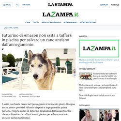 Fattorino di Amazon non esita a tuffarsi in piscina per salvare un cane anziano dall’annegamento - La Stampa - Ultime notizie di cronaca e news dall'Italia e dal mondo