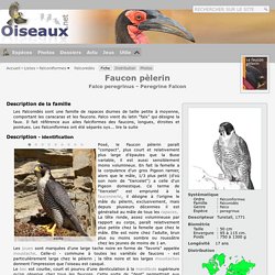 Faucon pèlerin - Falco peregrinus