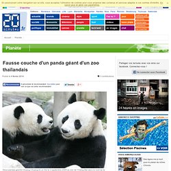 Fausse couche d'un panda géant d'un zoo thaïlandais