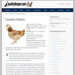 Faverolles Chickens