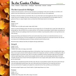In the Garden Online - Features - The Best Annuals for Michigan