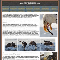 Bald Eagle's diet and feeding habits - American Bald Eagle Information