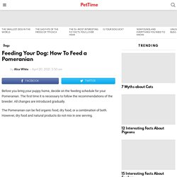 Feeding Your Dog: How To Feed a Pomeranian - PetTime