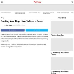 Feeding Your Dog: How To Feed a Boxer - PetTime