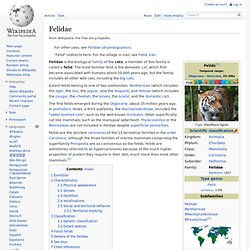 Felidae Wiki