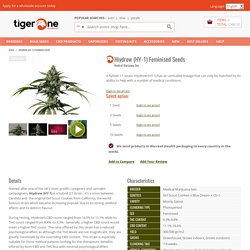 Hiydrow (HY-1) Feminised Seeds - Cannabis & Marihuana Seeds Wholesale