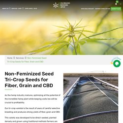 Non Feminized Seed Tri Crop Seeds For Fiber Food & CBD