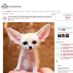 The Fennec Fox is the Most Adorable Animal in the World