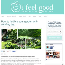 How to fertilise your garden with comfrey tea. — I Feel Good