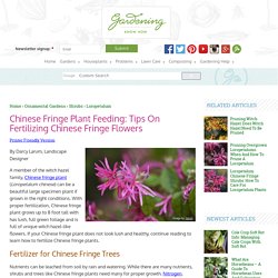 Fertilizer For Chinese Fringe Trees – How To Fertilize Chinese Fringe Plants