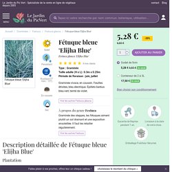 Fétuque bleue 'Elijha Blue' - Festuca glauca