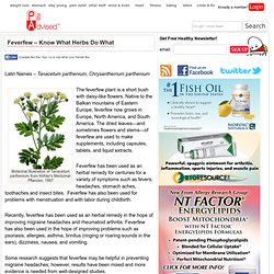 Feverfew - Know What Herbs Do What