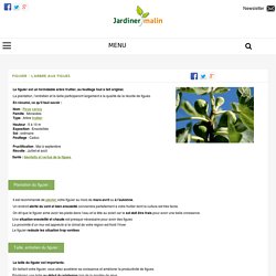 Figuier : plantation, taille et récolte des figues