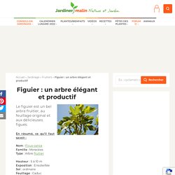 Figuier : plantation, taille et récolte des figues