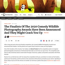 The Finalists Of The 2020 Comedy Wildlife Photography Awards Have Been Announ...