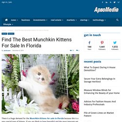 Find The Best Munchkin Kittens For Sale In Florida