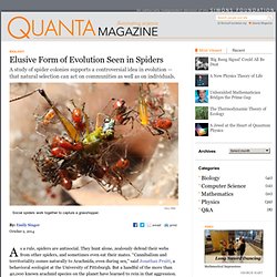 Findings From Tangle-Web Spiders Support Group Evolution
