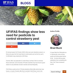 UNIVERSITY OF FLORIDA 08/12/20 UF/IFAS findings show less need for pesticide to control strawberry pest