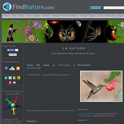 FindNature.com - Accueil - Photos Nature : Oiseaux, insectes, fleurs...