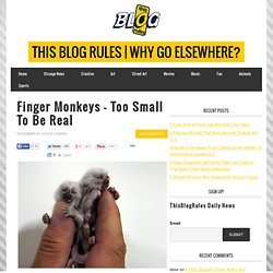 Finger Monkeys – Too Small To Be Real