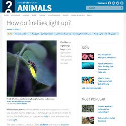 How do fireflies light up