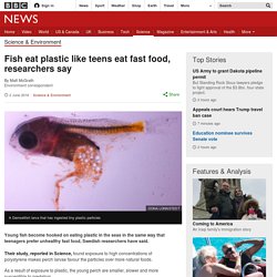 Fish eat plastic like teens eat fast food, researchers say