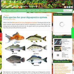 Fish species for your Aquaponics system