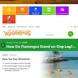 How Do Flamingos Stand on One Leg?