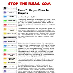 Fleas In Rugs - Fleas In Carpets