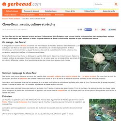 Chou-fleur : semis, culture et récolte