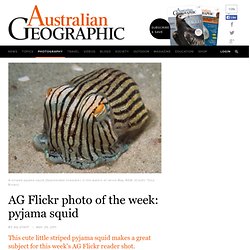 AG Flickr photo of the week: pyjama squid