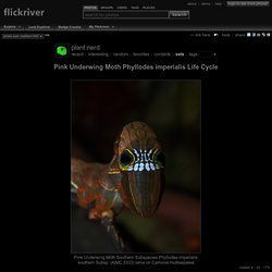 Photoset 'Pink Underwing Moth Phyllodes imperialis Life Cycle' by plant.nerd