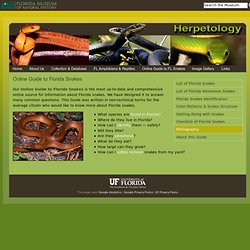 FLMNH - Online Guide to Fla. Snakes
