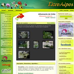 : Athamanta cretensis / Athamante de Cr te / Apiaceae / Fiche d taill e Fleurs des Hautes-Alpes