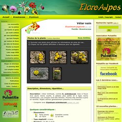 : Erysimum jugicola / Vélar nain / Brassicaceae / Fiche détaillée Fleurs des Hautes-Alpes