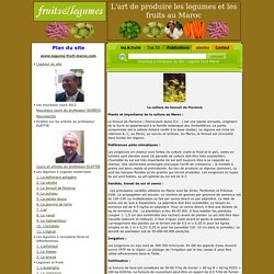 Fenouil de Florence: Cherchez et decouvrez les fruits et les legumes de votre choix