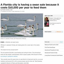 A Florida city is having a swan sale because it costs $10,000 per year to feed them - CNN