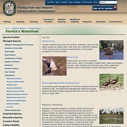 Florida's Waterfowl