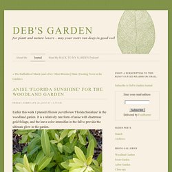 Anise 'Florida Sunshine' for the Woodland Garden - Deb's Garden - Deb's Garden Blog