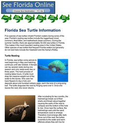Florida Sea Turtle Information by See Florida Online